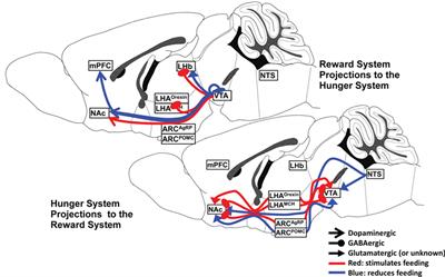 Hunger and Satiety Gauge Reward Sensitivity